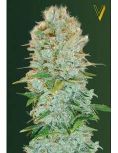 Victory Seeds - Critical - 1 2