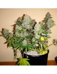 NIRVANA - Bubblelicious Auto - 1 2