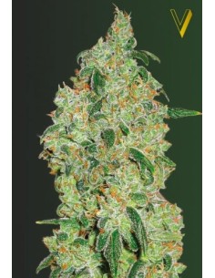 Victory Seeds - Green Wild Shark - 1 2