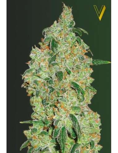 Victory Seeds - Green Wild Shark - 2