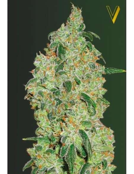 Victory Seeds - Green Wild Shark - 2