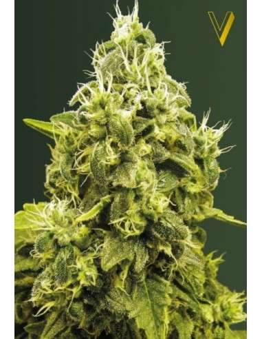 Victory Seeds - Jack Hammer - 2