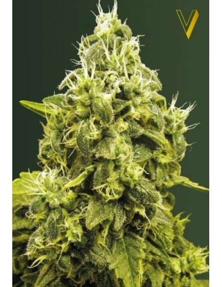 Victory Seeds - Jack Hammer - 2
