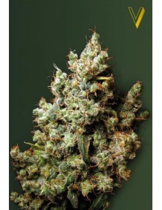 Victory Seeds - Northern Light - 1 2