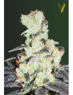 Victory Seeds - NHL Diesel - 1 2