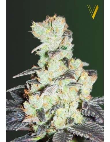 Victory Seeds - NHL Diesel - 2