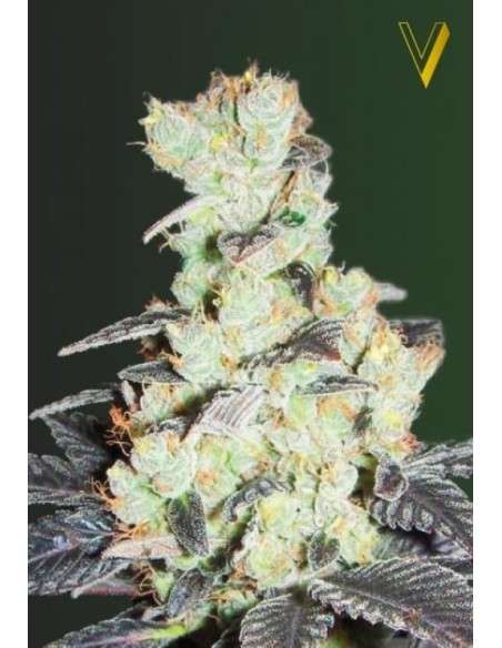 Victory Seeds - NHL Diesel - 2