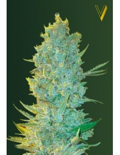 Victory Seeds - OG Kush - 1 2