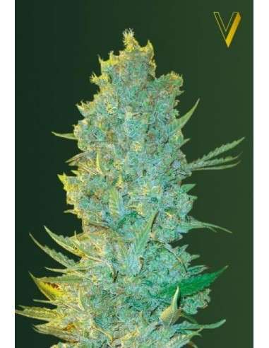 Victory Seeds - OG Kush - 2