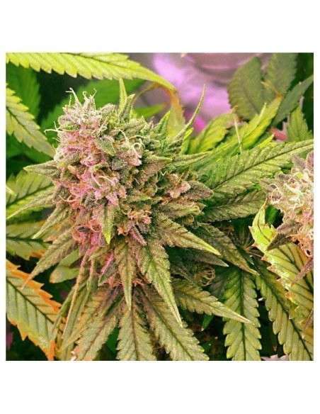 NIRVANA - Bubblelicious Auto - 3