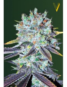Victory Seeds - Original Berry - 1 2