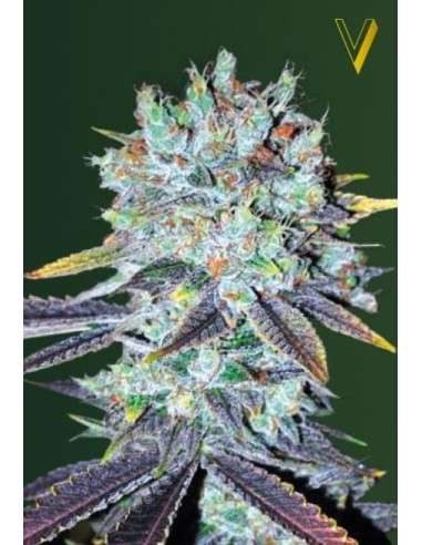 Victory Seeds - Original Berry - 2