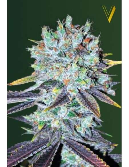 Victory Seeds - Original Berry - 2