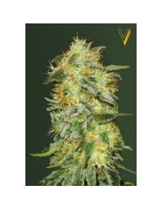 -50% Victory Seeds - Original Limonade Skunk 5szt - 1 2