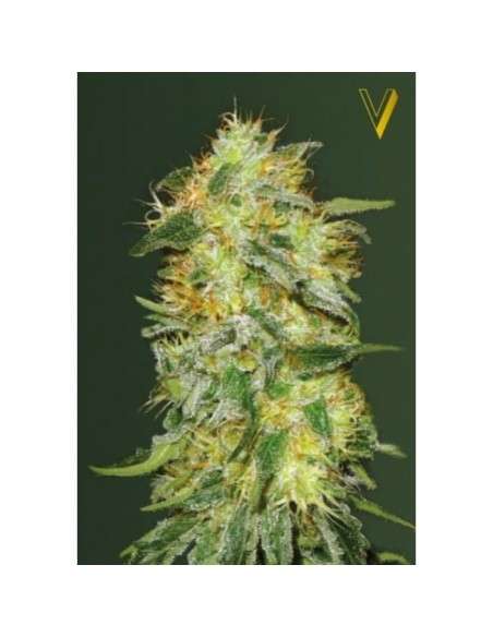 -50% Victory Seeds - Original Limonade Skunk 5szt - 2