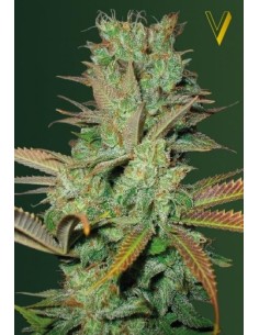 Victory Seeds - Seemango - 1 2
