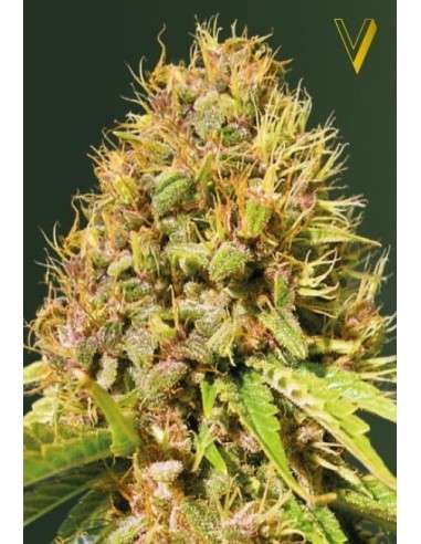Victory Seeds - Super Mazar - 2