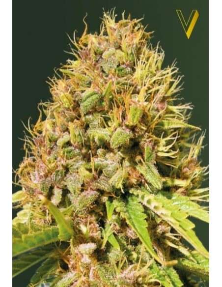Victory Seeds - Super Mazar - 2