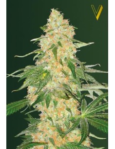 Victory Seeds - Super Skunk - 1 2