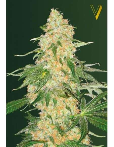 Victory Seeds - Super Skunk - 2