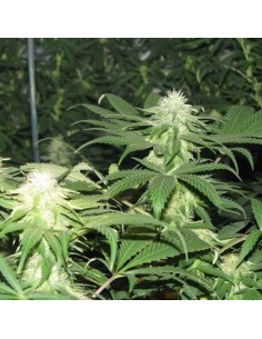 NIRVANA - Blackberry - 1