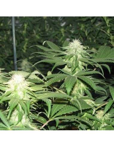 NIRVANA - Blackberry - 1