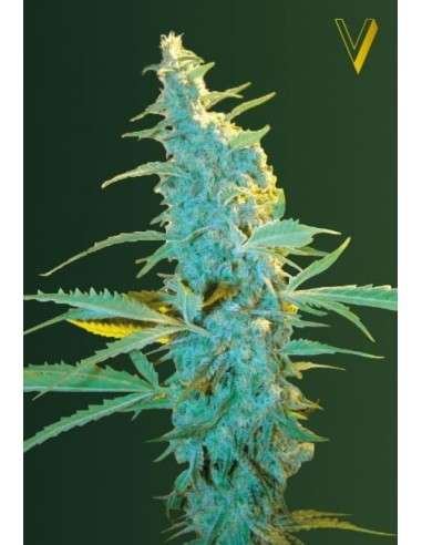 Victory Seeds - Ultra Power Plant - 2