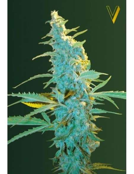 Victory Seeds - Ultra Power Plant - 2