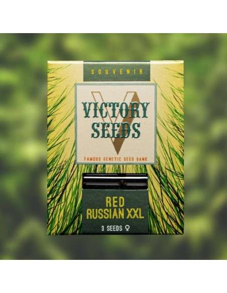 Victory Seeds - Red Russian XXL - 1