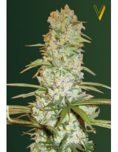 Victory Seeds - Red Russian XXL - 1 2