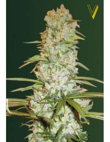 Victory Seeds - Red Russian XXL - 2