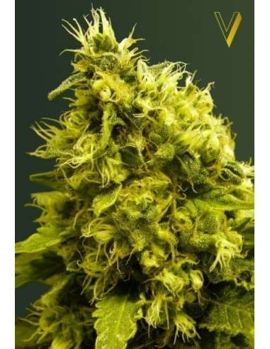 Victory Seeds - White Widow - 2