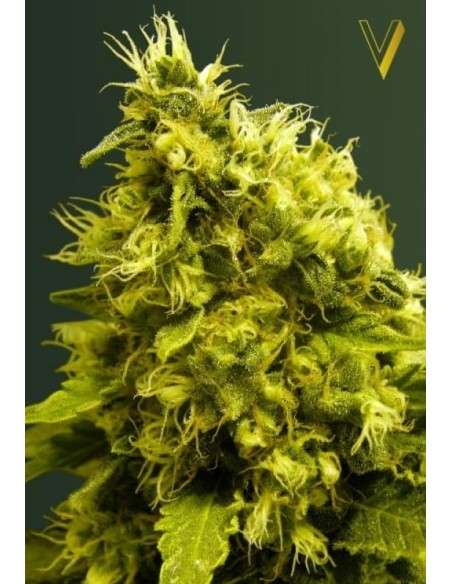 Victory Seeds - White Widow - 2