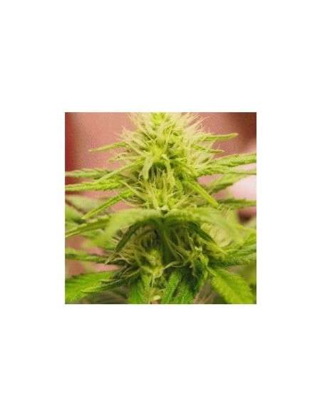 NIRVANA - Blackberry - 2