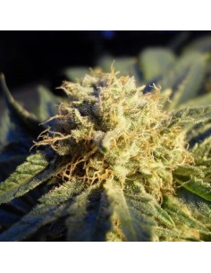 NIRVANA - Blue Mystic Auto - 1