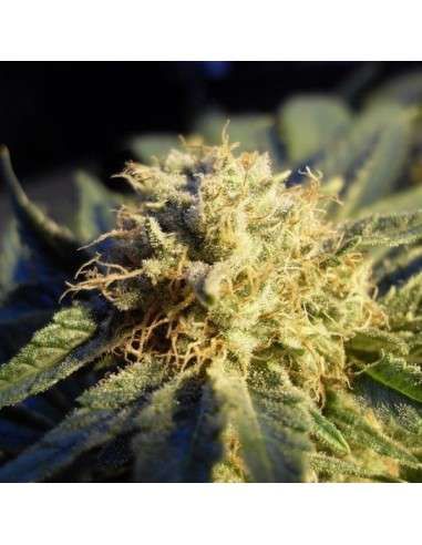 NIRVANA - Blue Mystic Auto - 1