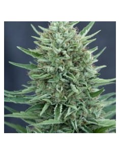 CBD Crew - Med Gom Auto - 1