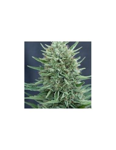 CBD Crew - Med Gom Auto - 1