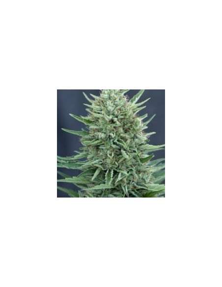 CBD Crew - Med Gom Auto - 1