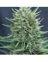 CBD Crew - Med Gom Auto - 1