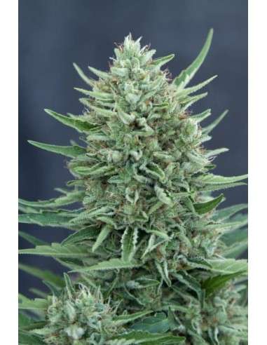 CBD Crew - Med Gom Auto - 2