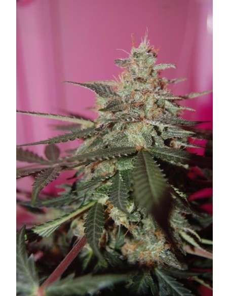 CBD Crew - Med Gom Auto - 3