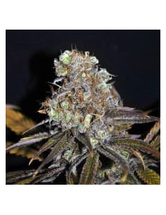 CBD Crew - CBD Critical Mass - 1