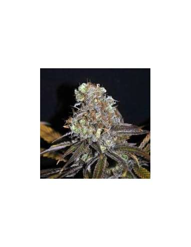 CBD Crew - CBD Critical Mass - 1