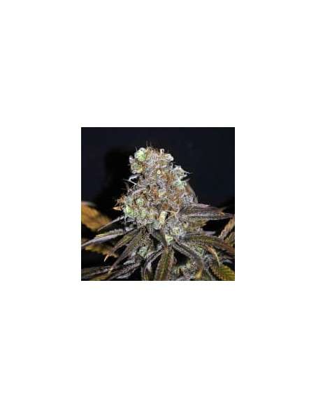 CBD Crew - CBD Critical Mass - 1