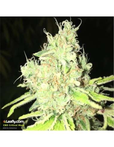CBD Crew - CBD Critical Mass - 3