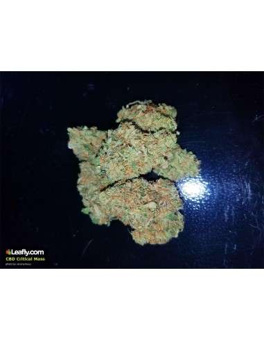 CBD Crew - CBD Critical Mass - 4