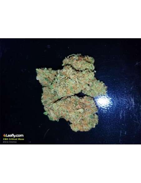 CBD Crew - CBD Critical Mass - 4