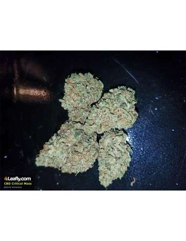 CBD Crew - CBD Critical Mass - 6