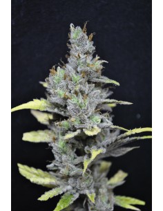 CBD Crew - CBD Mango Haze - 1